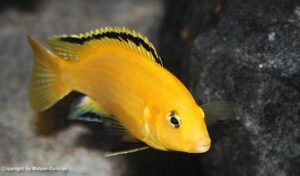 Labidochromis caeruleus